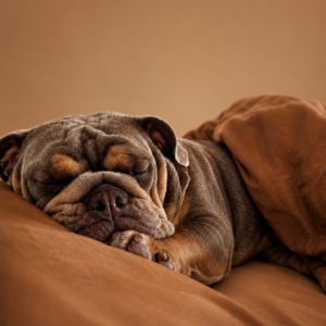 Canine Care